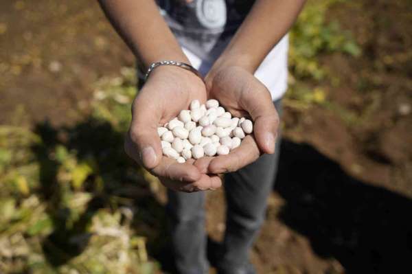 Kelkit'in coğrafi işaretli şeker fasulyesinin hasadı başladı
