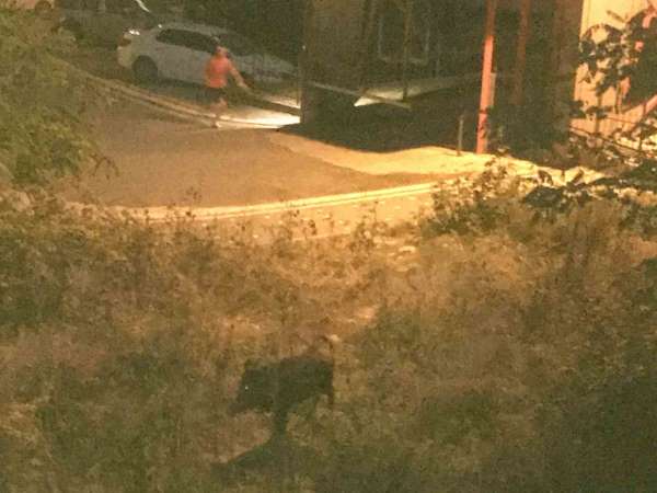 Ordu'da bir çocuk, domuz saldırısından son anda kurtuldu