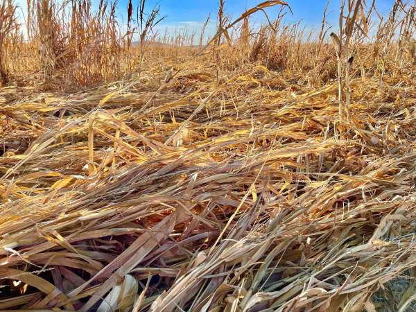 Mardin'de şiddetli rüzgar mısırları yere yatırdı