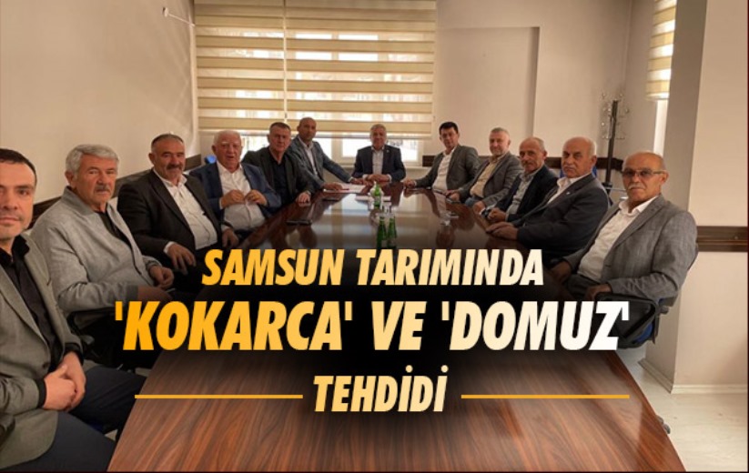 Samsun tarımında 'kokarca' ve 'domuz' tehdidi