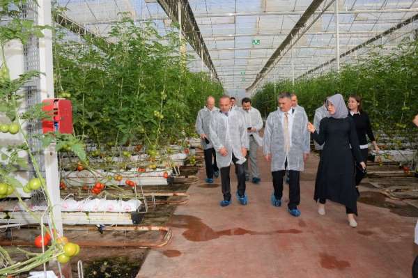Vali Yazıcı, Burhaniye'de domates hasadı yaptı 