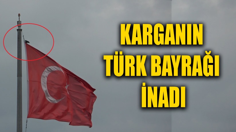 Karganın Türk bayrağı inadı