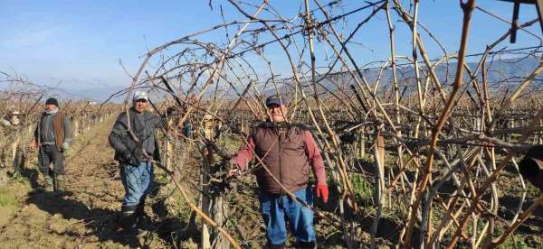 Sarıgöl'de bağ budama işçi ücretleri belli oldu