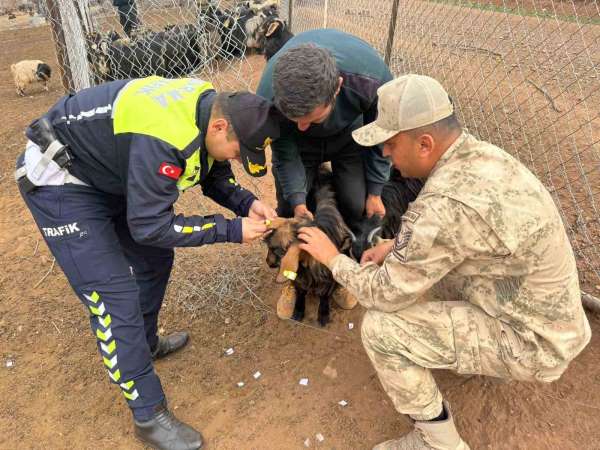 Siirt'te hayvan kazalarının önlenmesi için sürüye 'reflektif bant' takıldı