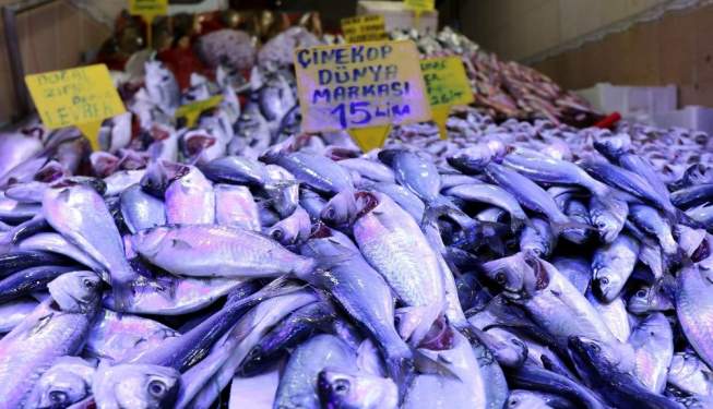 Samsun'da Çinekop Bolluğu