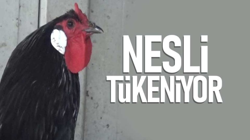 Nesli tükenmek üzere