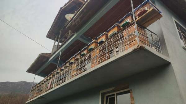 Ayıların saldırısından kurtardığı kovanları evinin balkonuna taşıdı
