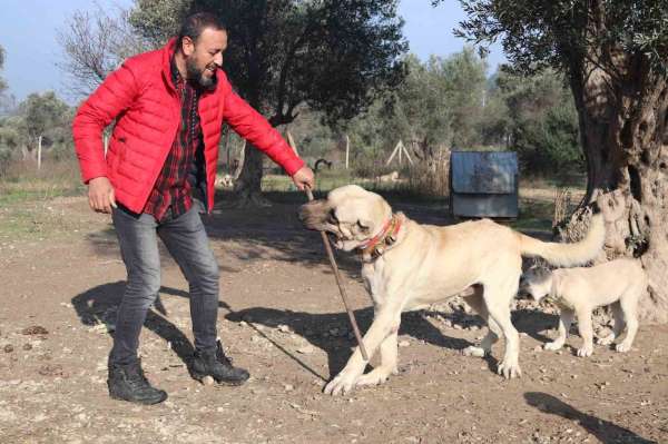 Köpek saldırıları için uzmanı uyardı: 'Kaçmayın, göz teması kurmayın'