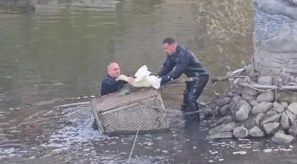 Tokat'ta nehirde mahsur kalan ördeği Amasyalı itfaiyeciler kurtardı
