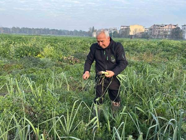 Ata tohumundan ilaç kullanılmadan üretiliyor, Kent Lokantası'ndaki yemeklerde kullanılıyor