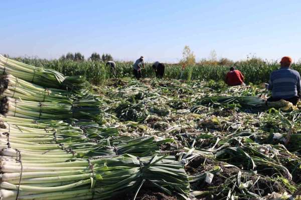 Kozan'da pırasa hasadı başladı: 20-22 TL'den alıcı buluyor