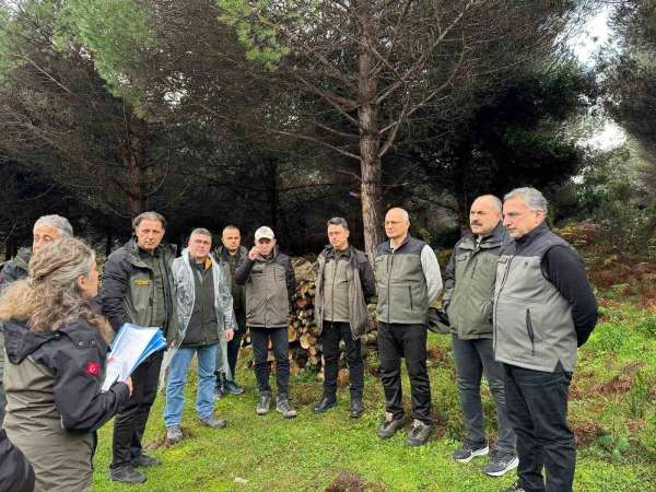 Sinop'ta ormancılık faaliyetleri