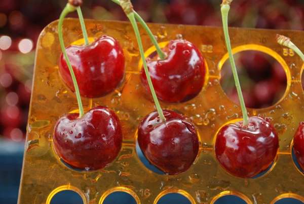 İri taneli kirazı Avrupa ve Rusya ülkeleri tercih ediyor