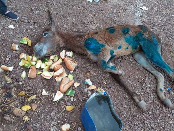Eşeği halıya sarıp ormanda ölüme terk ettiler 