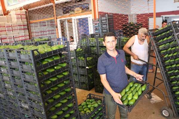 Alanya'dan Polonya'ya ilk kez avokado ihracatı başladı 