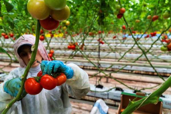Seracılığın merkezi Hollanda'ya Manisa seralarından domates ihracatı