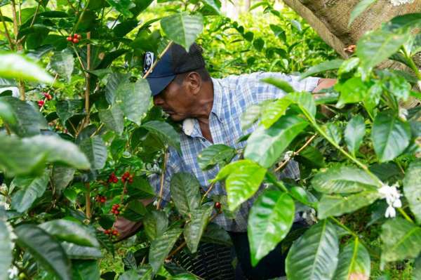 Espressolab'den kahve üretiminde şeffaf ve izlenebilir sistem