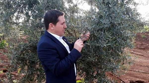 Zeytin'de pamuklu bite karşı ilaçlanma önerisi