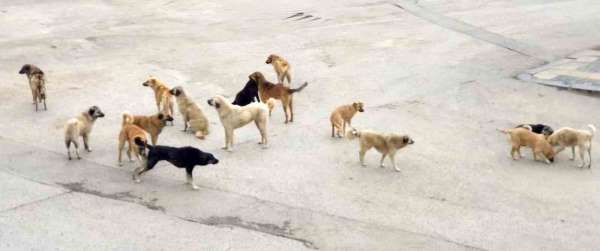Burdur'da komşusuna giderken köpeklerin saldırısına uğrayan yaşlı kadın yaralandı