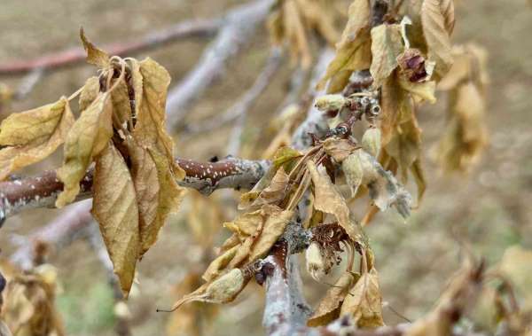 Malatya'da yakın tarihin en şiddetli zirai donu yaşandı