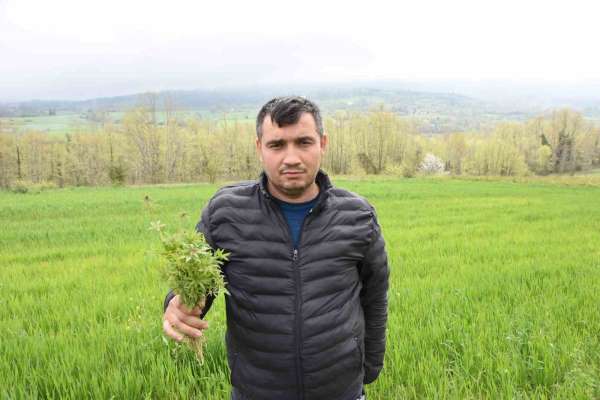 Sinop'ta tarlasında kenevir ele geçirilen çiftçi: 'Yasa dışı iş yapmadık, valilik rencide etti'