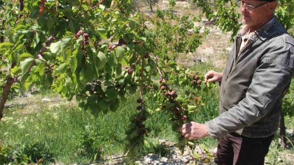 Türkiye'nin sofralık kayısı üretim merkezi, zirai donu yüzde 30 hasarla atlattı