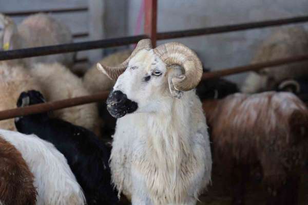 Elazığ'da kurbanlık satışları başladı