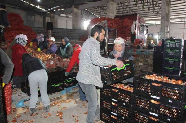 Pazarın en ucuzu soğan Amasya'dan Avrupa'ya gönderiliyor
