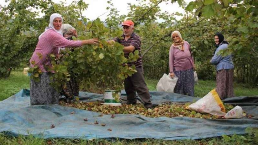Samsun'da mevsimlik işçilerin ücreti belli oldu