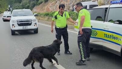 Zincirleme kazadan sonra yol ortasında kalan köpeğe polis sahip çıktı