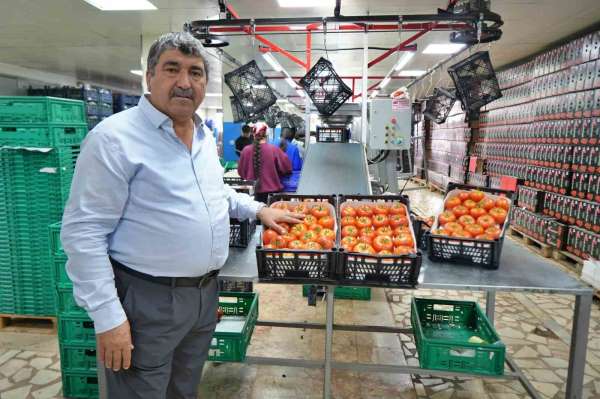 Domateste üretim planlaması fiyat dengesinin anahtarı
