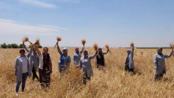 Mezopotamya'nın en eski buğdayı olan 'Sorgül' hasadı gerçekleşti 