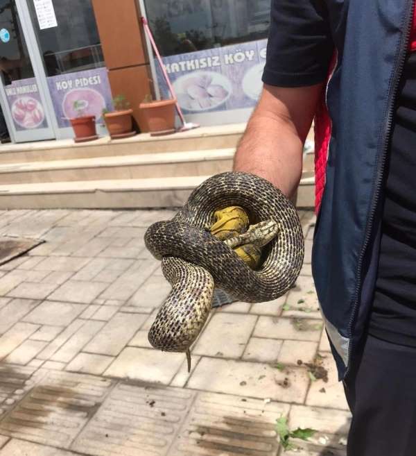 Niksar'da bir işyeri önünde yakalanan yılan doğaya salındı 
