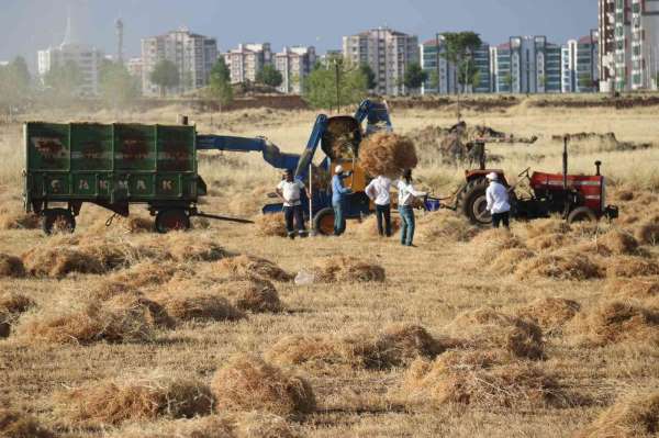 Diyarbakır'da milyonluk siteler arasında 'imece' usulü hasat - Diyarbakır haber