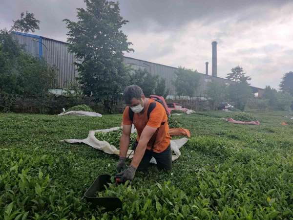 Çay fabrikasının bacasından çıkan kömür tozları çay bahçelerine yağıyor