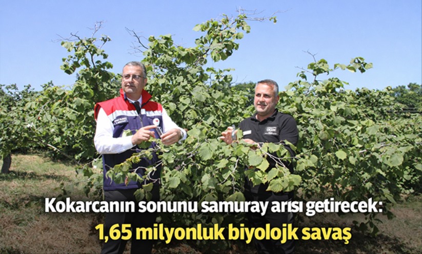 Kokarcanın sonunu samuray arısı getirecek: 1,65 milyonluk biyolojik savaş