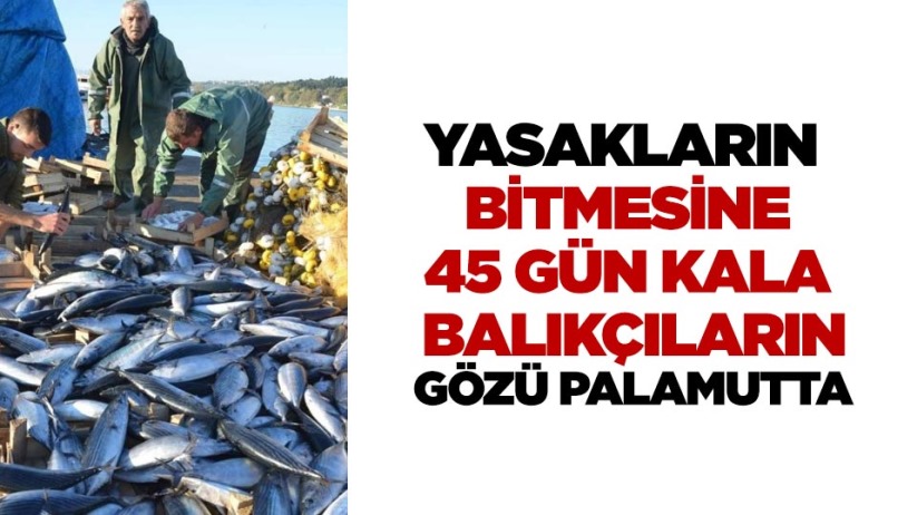 Yasakların bitmesine 45 gün kala balıkçıların gözü palamutta