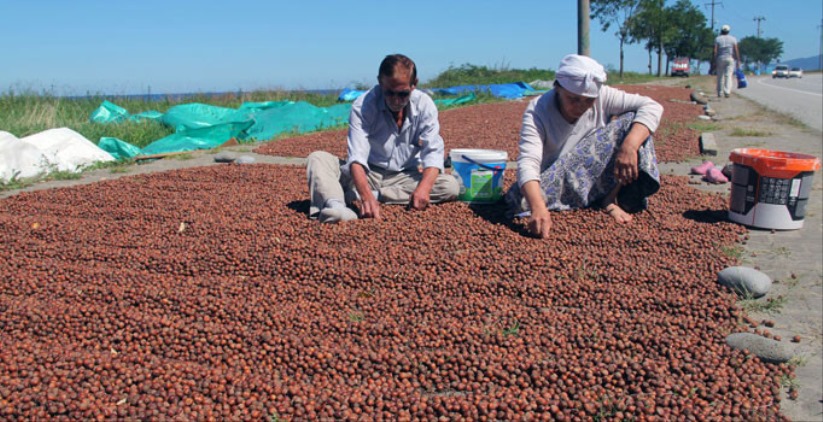 Fındık fiyatlarında son durum ne? İşte 16 Temmuz fındık fiyatları