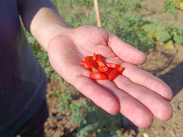 Faydaları saymakla bitmeyen meyve Bilecik'te ilk kez dikildi