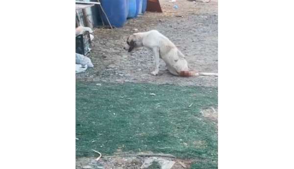 Esenyurt'ta çoban köpeklerine silahlı saldırı