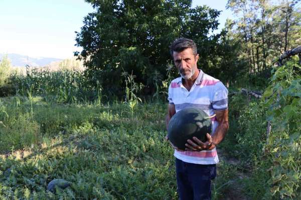Oltu'da yerli karain karpuzu hasadı başladı
