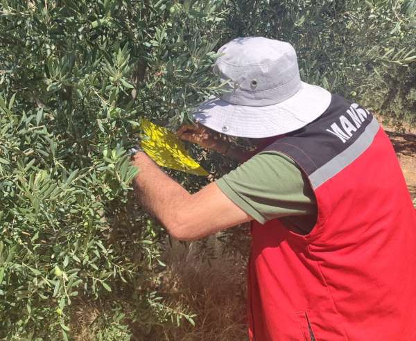 Salihli İlçe Tarımdan 'zeytin sineği' uyarısı
