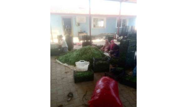 Su sorunu çiftçileri alternatif ürüne yöneltti