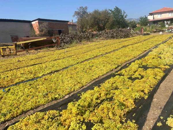 Üzümde fiyat belirsizliği hem üreticiyi hem de çalışanları tedirgin ediyor