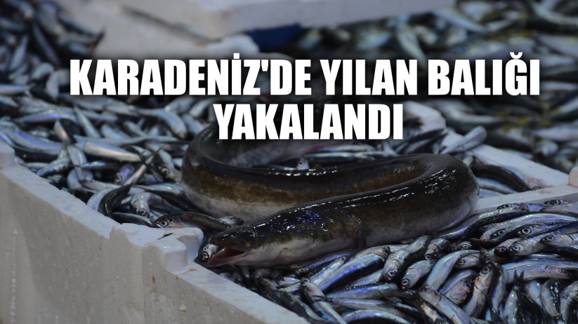 Karadeniz'de nadir görülen yılan balığı yakalandı