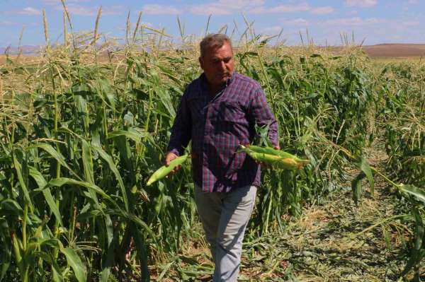Ankara'da mısır hasadı başladı