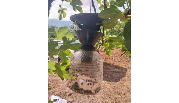 Çarşamba'da kahverengi kokarca mücadelesi sürüyor