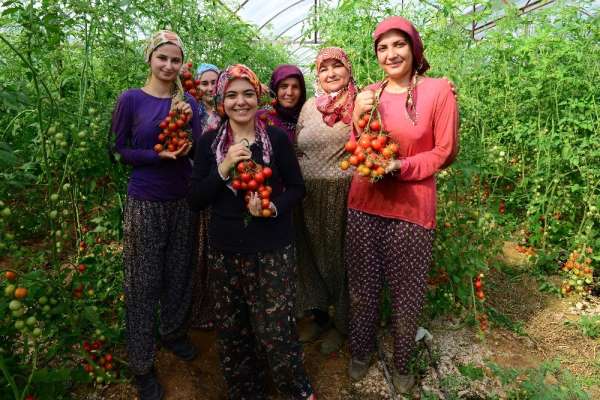 Antalya'da güz dönemi domates hasadı başladı 