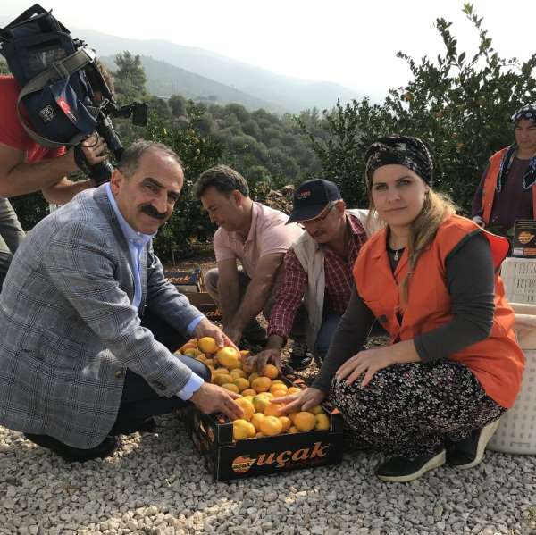 Satsuma mandalinanın ihracat yolculuğu 18 Ekim'de başlıyor 