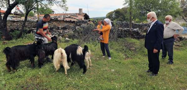Büyükşehir'den 100 aileye 300 kıl keçisi